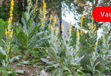 სიროფი, რომელიც გაწმენდს ფილტვებს, მოაცილებს ნახველს და მოგიხსნით ხველას!