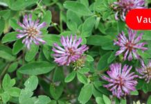 ახალგაზრდობის ელექსირი! სამყურა აუმჯობესებს მხედველობას, მეხსიერებას, მკურნალობს ართრიტს, ასთმას