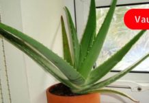 სახლის 9 მცენარე, რომელიც წმენდს ჰაერს!