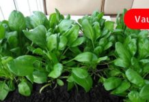 გააძლიერეთ თქვენი ფარისებრი ჯირკვალი და დაიცავით იგი ჰორმონალური დარღვევებისგან ამ საკვებით! იკვებეთ სწორად და იყავით საკუთარ თავთან ჰარმონიაში!