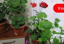 სამკურნალო გერანიუმი იზრდება თქვენს ეზოებში და სახლებში! გაზარდეთ ეს მცენარე და იყავით ჯანმრთელნი!