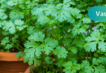 განკურნე პანკრეასი, ღვიძლი და სხვა ორგანოები მხოლოდ 1 ბუნებრივი ინგრედიენტით! ჯადოსნური პროდუქტი, რომლითაც შეგიძლიათ ისარგებლოთ არის…