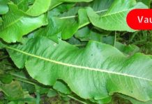 პირშუშხას ფოთლები დაგეხმარებათ ორგანიზმში დაგროვილი მარილის მოშორებაში!