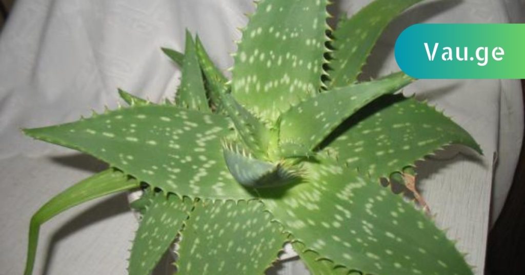 aloe vera