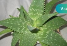 ალოე ვერას ტოპ 5 ჯანმრთელობის სარგებელი! იცოდით ამის შესახებ?