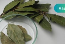 დაფნის ფოთლის წარმოუდგენელი სარგებელი და გამოყენება! ეს ყველამ უნდა იცოდეს!